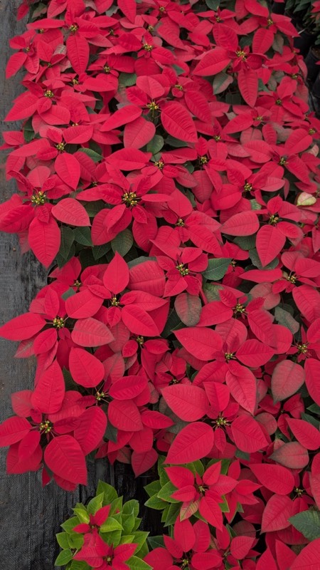 Poinsettia premium variety